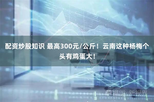 配资炒股知识 最高300元/公斤！云南这种杨梅个头有鸡蛋大！